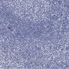 Immunohistochemical staining of human tonsil shows no positivity in non-germinal center cells as expected.