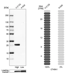Western blot analysis in human cell line U-2 OS and human cell line A-549.