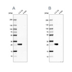 Western blot analysis using Anti-CT45A1 antibody HPA046872 (A) shows similar pattern to independent antibody HPA044735 (B).