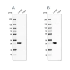 Western blot analysis using Anti-CT45A1 antibody HPA046872 (A) shows similar pattern to independent antibody HPA044735 (B).