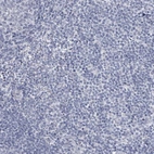 Immunohistochemical staining of human tonsil shows no positivity in non-germinal center cells as expected.