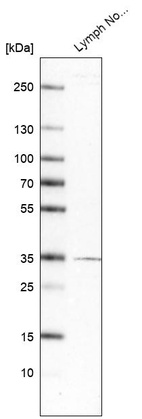Western blot analysis in human lymph node tissue.