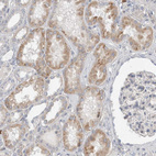 Immunohistochemical staining of human kidney shows moderate cytoplasmic positivity in cells in tubules.