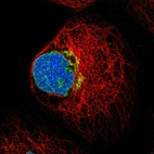 Immunofluorescent staining of human cell line A-431 shows localization to nuclear membrane & the Golgi apparatus.