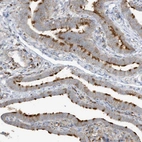 Immunohistochemical staining of human fallopian tube shows strong cytoplasmic-granular positivity in ciliated cells.