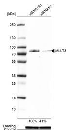 Anti-MLLT3 Antibody