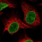 Immunofluorescent staining of human cell line U-2 OS shows localization to nuclear membrane.