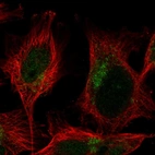 Immunofluorescent staining of human cell line U-251 MG shows localization to nucleoplasm & the Golgi apparatus.