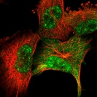 Immunofluorescent staining of human cell line U-251 MG shows localization to nuclear speckles & cytosol.