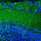 Immunofluorescence staining of mouse olfactory bulb shows strong positivity in the external plexiform layer.
