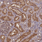 Immunohistochemical staining of human kidney shows strong cytoplasmic and membranous positivity in cells in tubules.