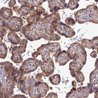 Immunohistochemical staining of human placenta shows strong cytoplasmic positivity in trophoblastic cells.
