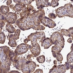 Immunohistochemical staining of human placenta shows strong cytoplasmic positivity in trophoblastic cells.