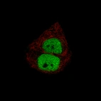 Immunofluorescence staining of T47D cells using the Anti-PGR monoclonal antibody, showing specific staining in the nucleoplasm in green. Microtubule- and nuclear probes are visualized in red and blue, respectively (where available).