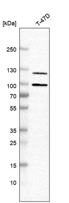 Western blot analysis in human cell line TD47D.