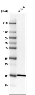Western blot analysis in human cell line MCF-7.