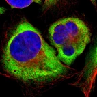 Immunofluorescent staining of human cell line U-2 OS shows localization to cytosol & endoplasmic reticulum.