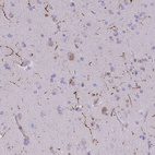 Immunohistochemical staining of human cerebral cortex shows strong positivity in neuropil.