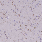 Anti-NPY Antibody