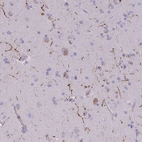 Immunohistochemical staining of human cerebral cortex shows strong positivity in neuropil.