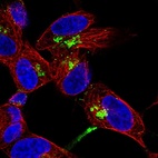 Immunofluorescent staining of human cell line SH-SY5Y shows localization to the Golgi apparatus.