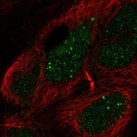 Anti-EBF2 Antibody