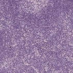 Immunohistochemical staining of human lymph node shows no positivity in non-germinal center cells as expected.