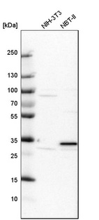 Western blot analysis in mouse cell line NIH-3T3 and rat cell line NBT-II.