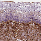 Anti-FBLN1 Antibody