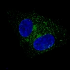 Immunofluorescence staining of RT-4 cells using the Anti-FBLN1 monoclonal antibody, showing specific staining in vesicles in green. Microtubule- and nuclear probes are visualized in red and blue, respectively (where available).