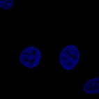 Immunofluorescence staining of MCF7 cells using the Anti-FBLN1 monoclonal antibody, showing no specific staining of vesicles. MCF7 cells serves as a negative control based on RNA-seq values. Microtubule- and nuclear probes are visualized in red and blue, respectively (where available).