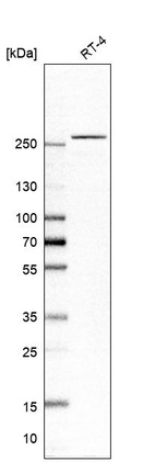 Anti-GCN1 Antibody
