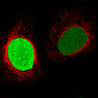 Immunofluorescence staining in HeLa cell line with Anti-PARP1 monoclonal antibody, showing cell cycle dependent nuclear staining in green. Microtubule- and nuclear probes are visualized in red and blue respectively (where available).