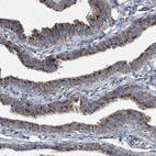 Immunohistochemical staining of human fallopian tube shows strong cytoplasmic granular positivity in glandular cells.