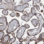 Immunohistochemical staining of human placenta shows strong cytoplasmic granular positivity in trophoblastic cells.