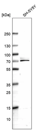 Western blot analysis in human cell line SH-SY5Y.