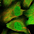 Immunofluorescent staining of human cell line U-2 OS shows localization to nucleus, plasma membrane & cytosol.