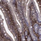 Immunohistochemical staining of human upper small intestine shows moderate cytoplasmic positivity in glandular cells and goblet cells.