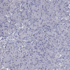 Immunohistochemical staining of human pancreas shows no positivity in exocrine glandular cells as expected.