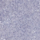 Immunohistochemical staining of human pancreas shows no positivity in exocrine glandular cells as expected.