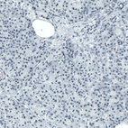 Anti-STAT3 Antibody