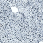 Immunohistochemical staining of human pancreas shows no positivity in exocrine glandular cells as expected.