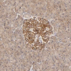 Immunohistochemical staining of human pancreas shows strong cytoplasmic positivity in islets of Langerhans.