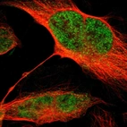 Immunofluorescent staining of human cell line U-2 OS shows localization to nucleoplasm.