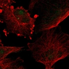 Immunofluorescent staining of human cell line U-251 MG shows localization to nucleoli & centrosome.