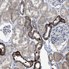 Anti-DHX58 Antibody