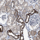 Immunohistochemical staining of human kidney shows strong cytoplasmic / membranous positivity in cells in tubules.