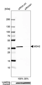 Western blot analysis in HEK293 cells transfected with control siRNA, target specific siRNA probe #1, using Anti-MDH2 antibody. Remaining relative intensity is presented. Loading control: Anti-PPIB.