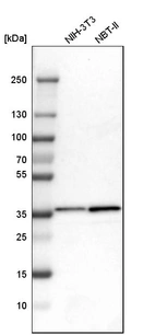 Western blot analysis in mouse cell line NIH-3T3 and rat cell line NBT-II.