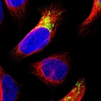 Immunofluorescent staining of human cell line U-2 OS shows localization to mitochondria.